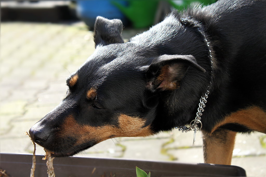 Bones erwischt beim blüten anfressen