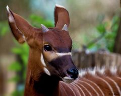 Bongo (Antilope)