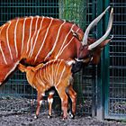 Bongo (Antilope)  