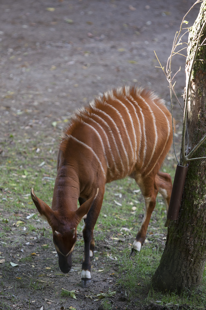 Bongo Antilope I