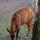Bongo Antilope I