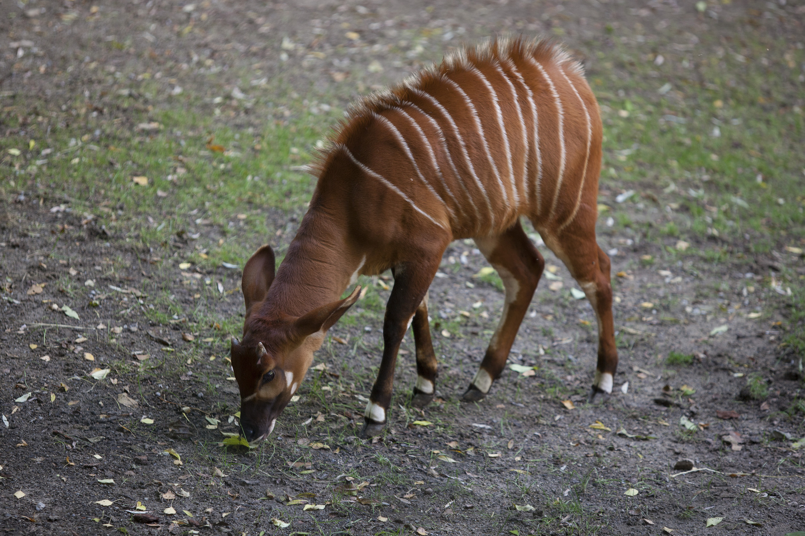 Bongo Antilope II