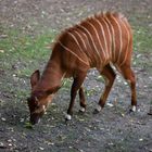 Bongo Antilope II