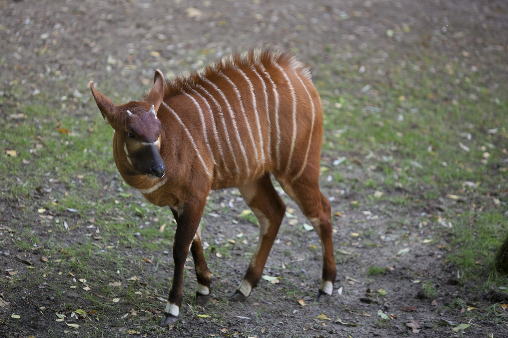 Bongo Antilope III