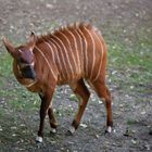 Bongo Antilope III