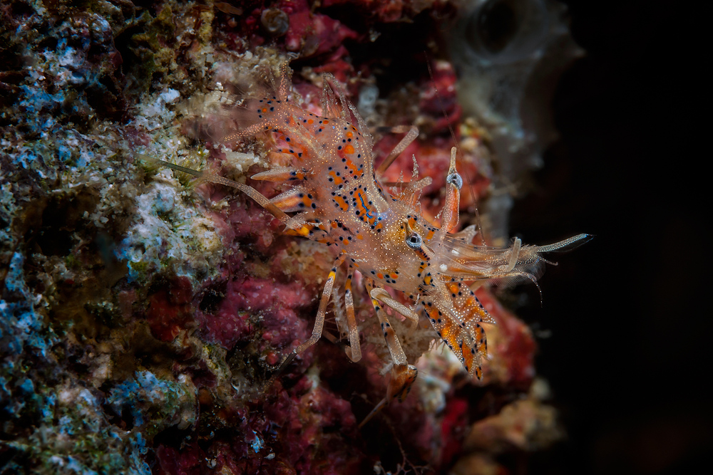 Bongo Bumble Bee Shrimp (Spiny Tiger Shrimp) - Phyllognathia ceratophthalma - Gehörnte Hummelgarnele