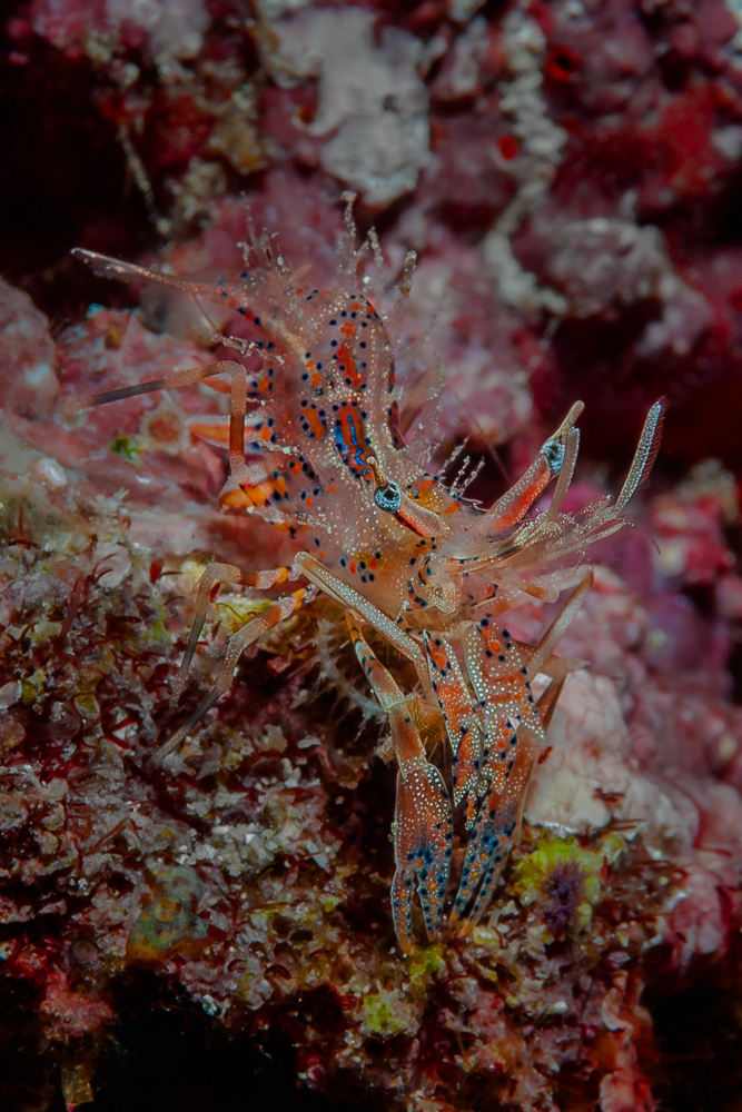 Bongo Bumble Bee Shrimp (Spiny Tiger Shrimp) - Phyllognathia ceratophthalma - Gehörnte Hummelgarnele