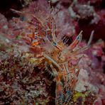 Bongo Bumble Bee Shrimp (Spiny Tiger Shrimp) - Phyllognathia ceratophthalma - Gehörnte Hummelgarnele