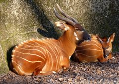 Bongo mit Jungtier, Burger's Zoo, Arnheim