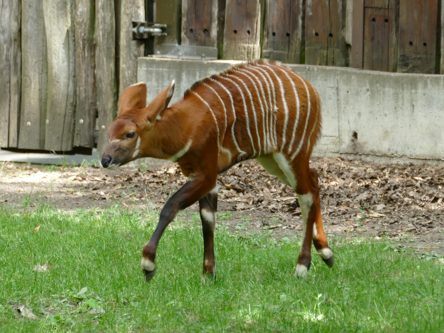 Bongo-Nachwuchs im Duisburger Zoo 