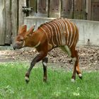 Bongo-Nachwuchs im Duisburger Zoo 