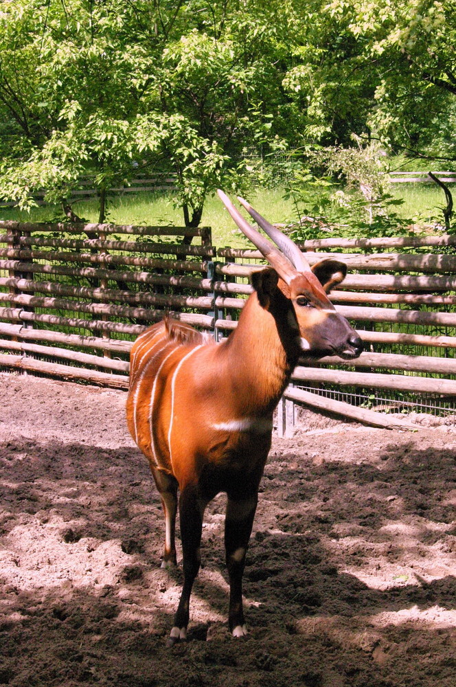 Bongo (Tragelaphus eurycerus)