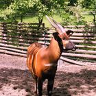 Bongo (Tragelaphus eurycerus)