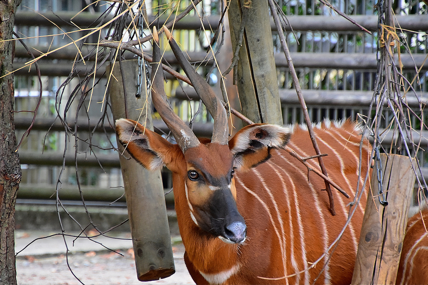 Bongo (Tragelaphus eurycerus)