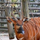 Bongo (Tragelaphus eurycerus)