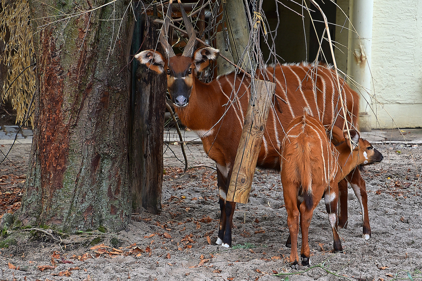 Bongo (Tragelaphus eurycerus)