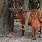 Bongo (Tragelaphus eurycerus)