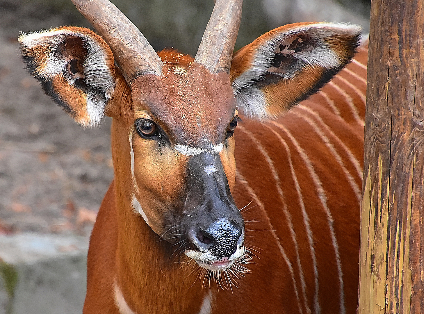 Bongo (Tragelaphus eurycerus) 