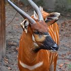 Bongo (Tragelaphus eurycerus)