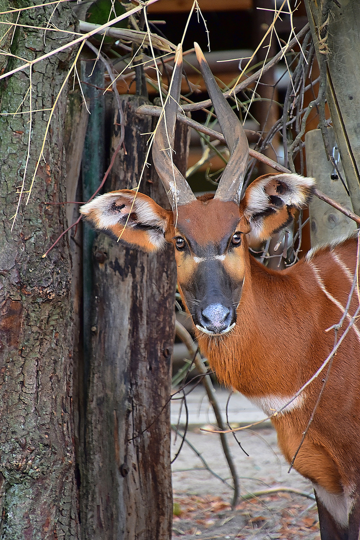 Bongo (Tragelaphus eurycerus)