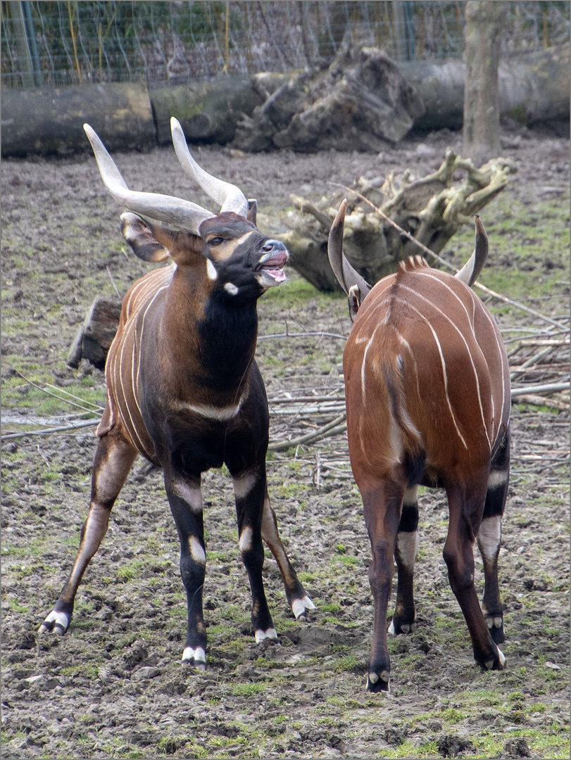 Bongos