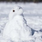 Bonhomme de neige