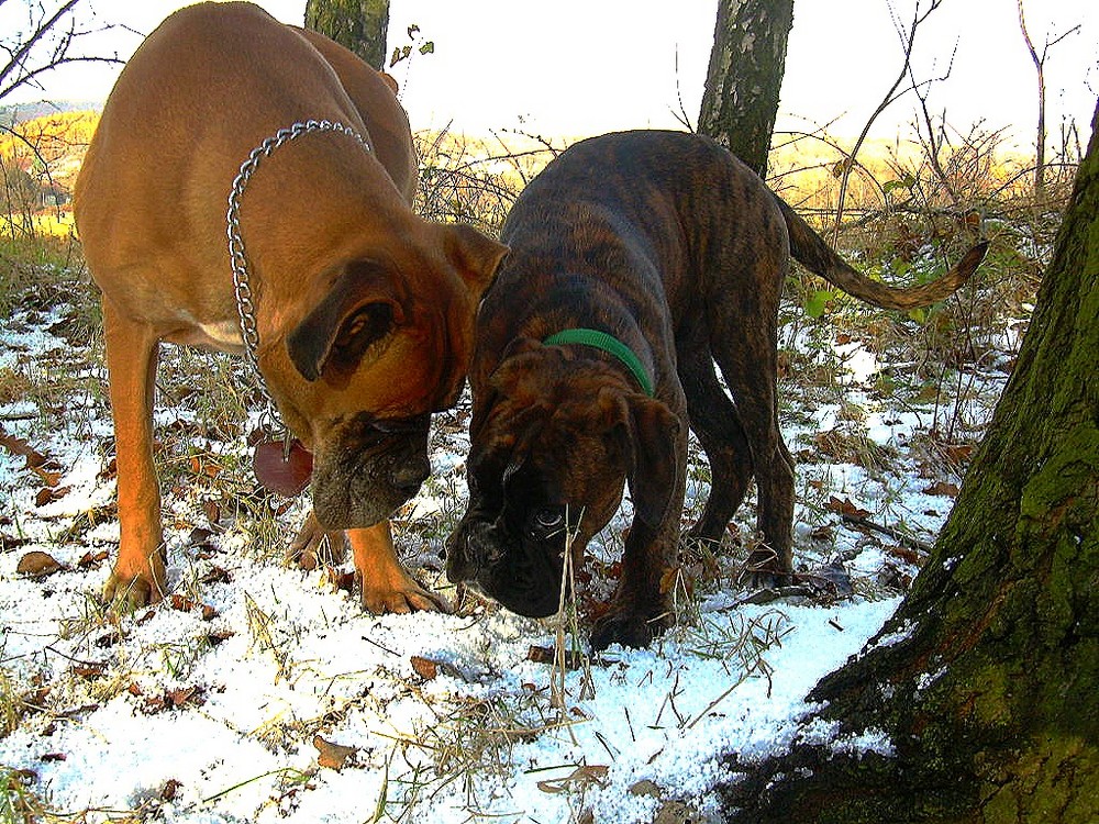 Bonie und Cassius