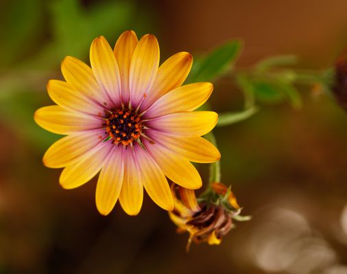 Bonita flor !! Para Merce