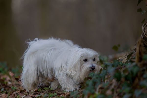 Bonito beim schnüffeln.