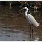 ... Bonjour Camargue ...