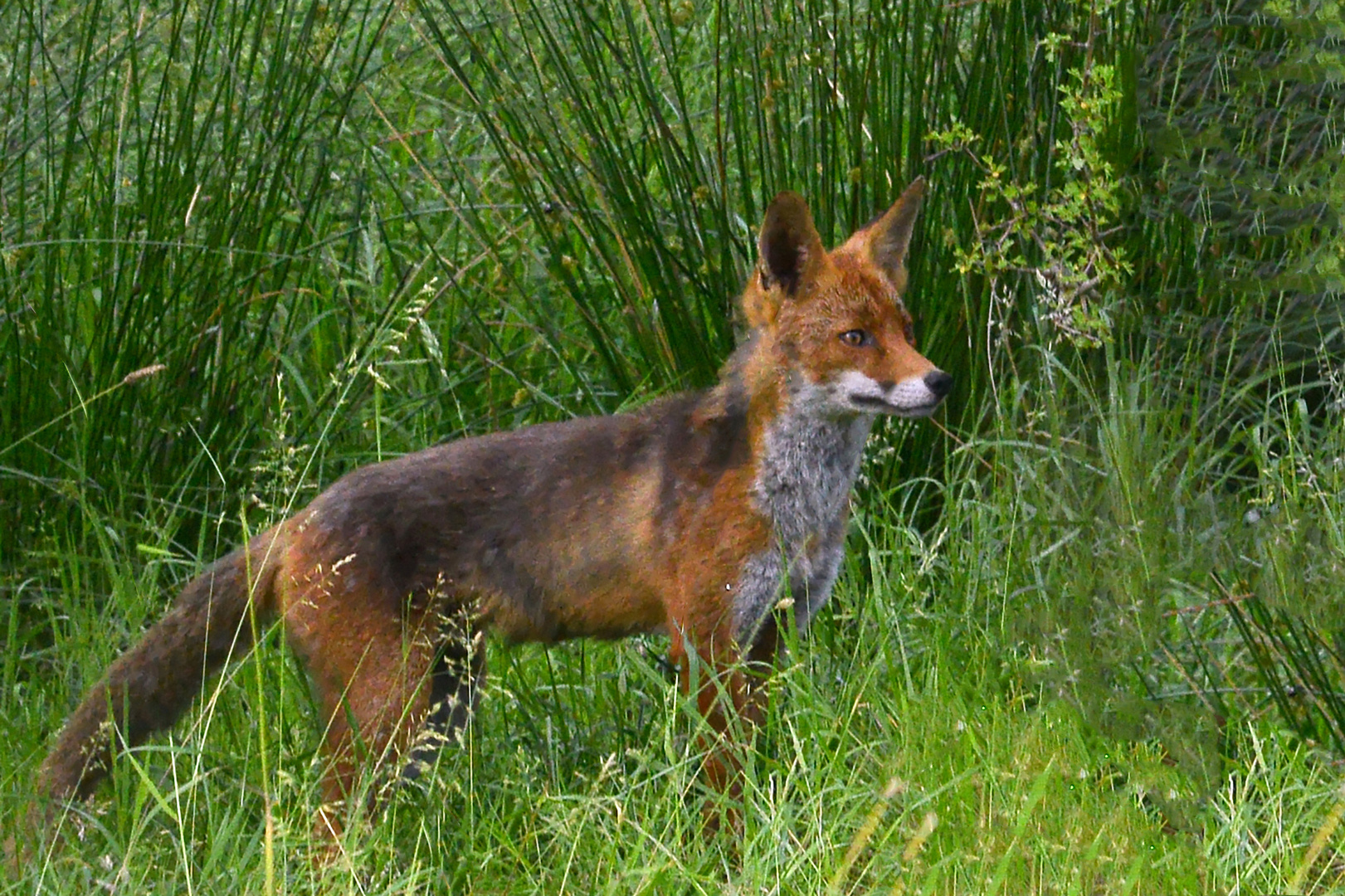 Bonjour dit le renard ...