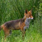 Bonjour dit le renard ...