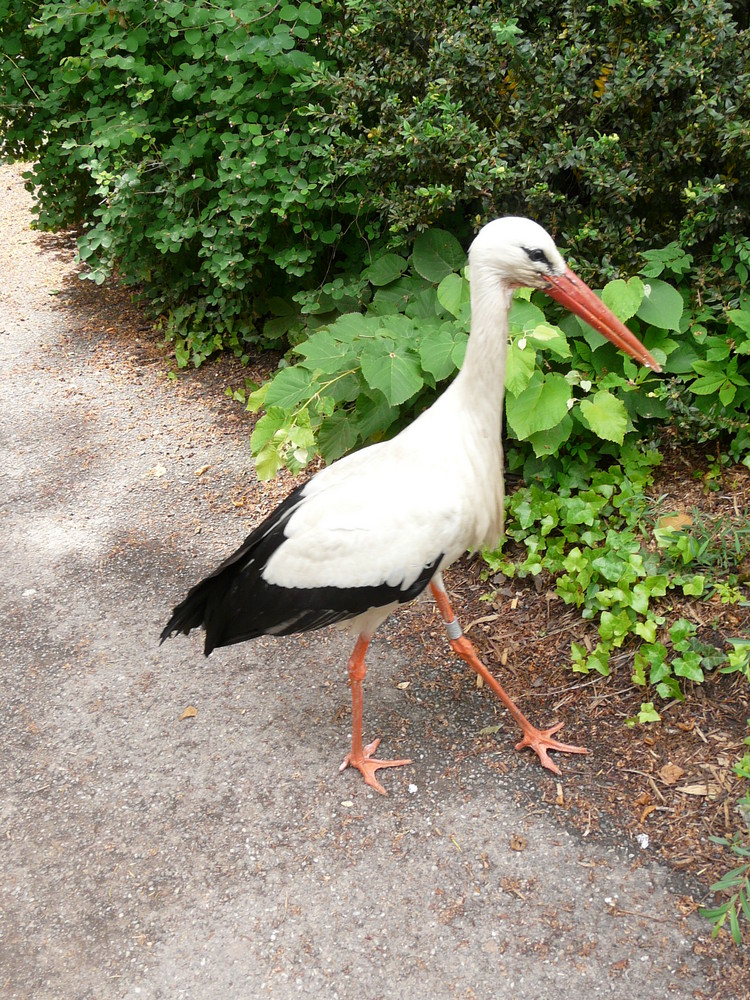 BONJOUR, JE M'APPELLE HANSI