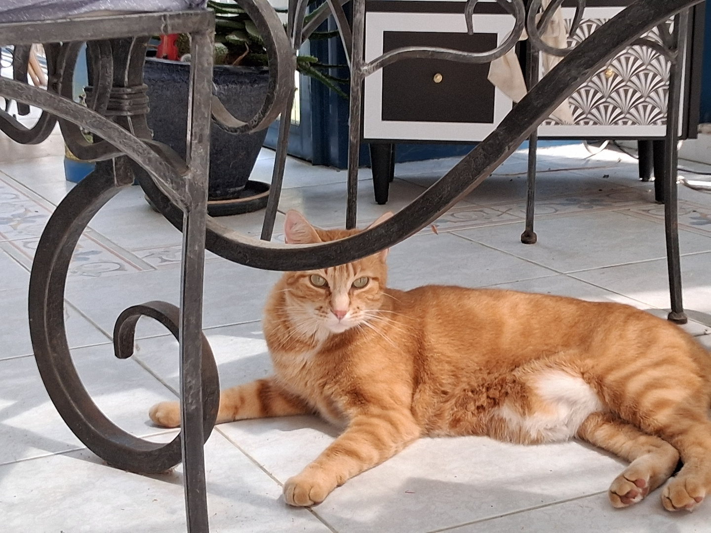"Bonjour, je m'appelle Simba et quand il fait chaud, comme aujourd'hui ... 