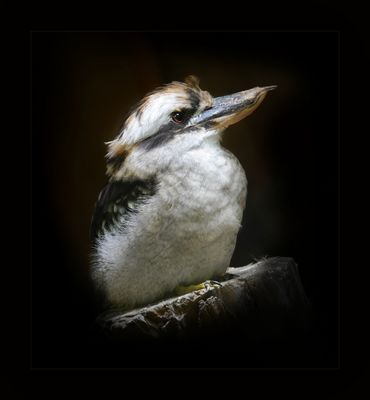 Bonjour, je suis Kookaburra et je viens d'Australie