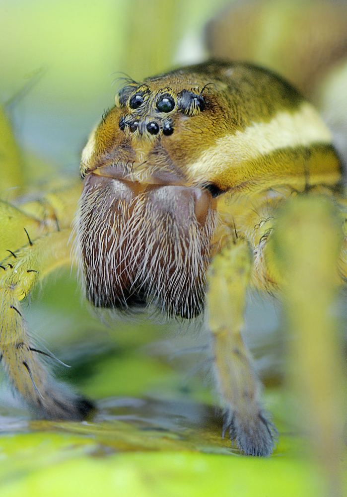 Bonjour, je suis Madame Dolomedes,....