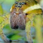 Bonjour, je suis Madame Dolomedes,....