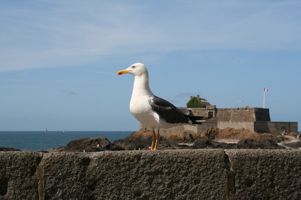 Bonjour la Mouette