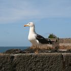 Bonjour la Mouette