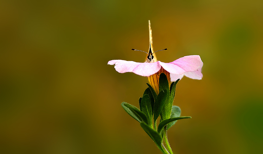 ...Bonjour l'été...;-)