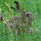 Bonjour mon lapin