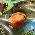 Bonjour Odette (Lefebvre)