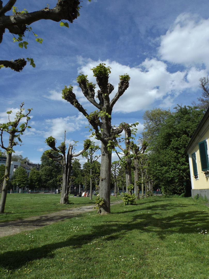 Bonn Botanischer Garten