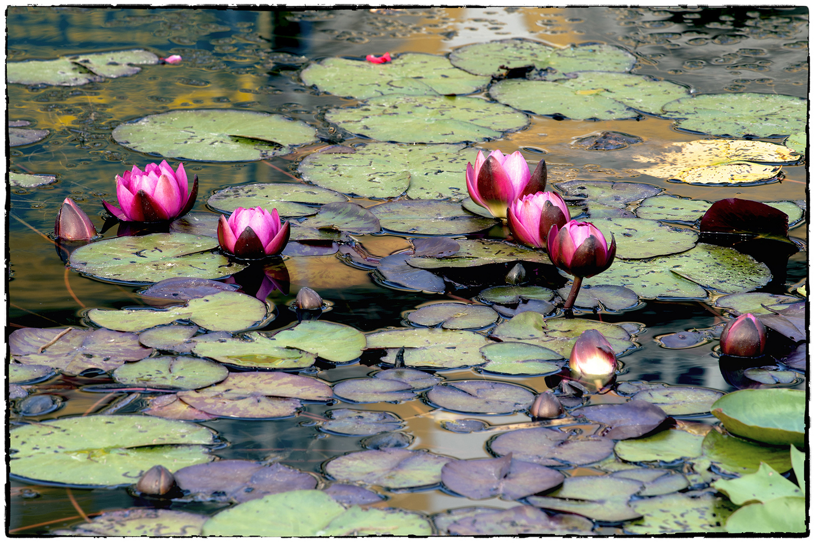 Bonn - Botanischer Garten03