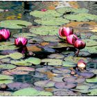 Bonn - Botanischer Garten03