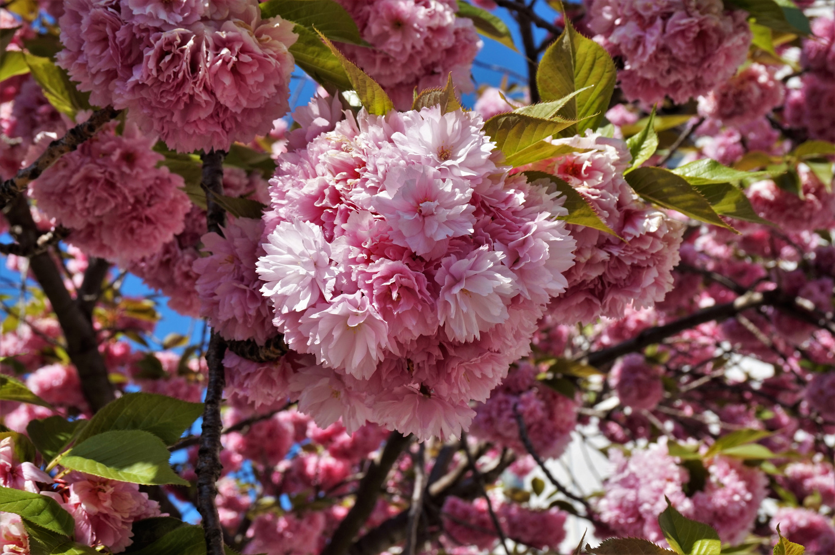 Bonn Kirschblüte