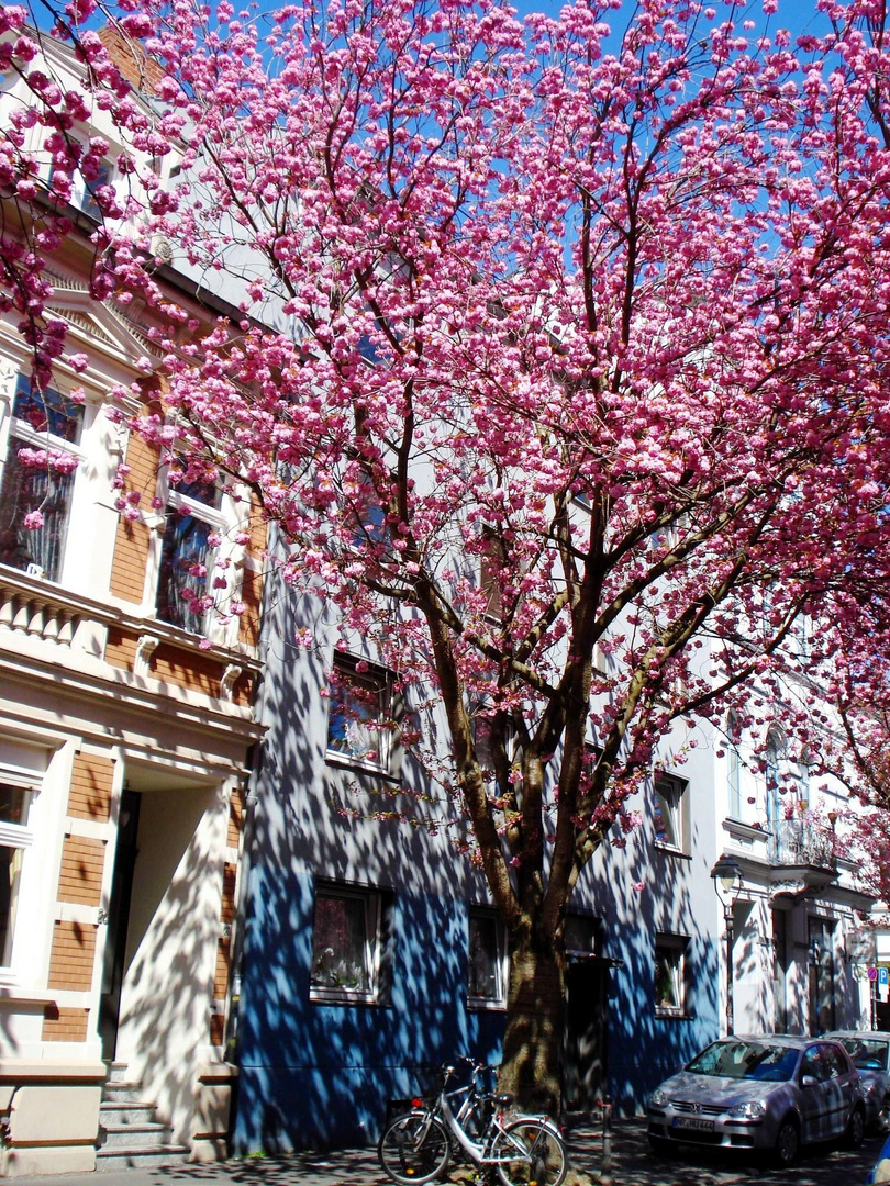 Bonn - Kirschblüte