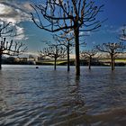 Bonn Rhein - Hochwasser