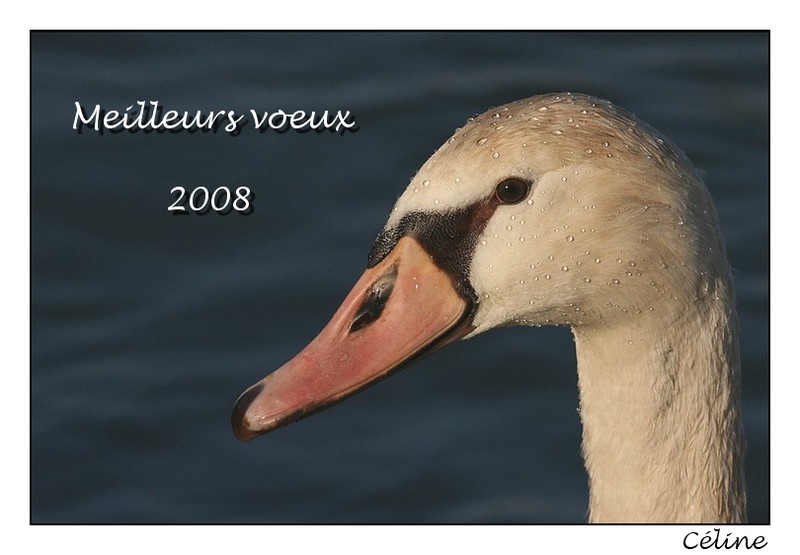 Bonne année 2008