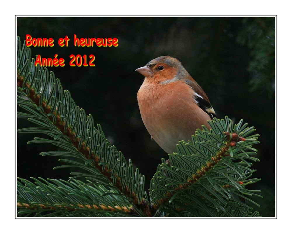 " Bonne Année 2012 "